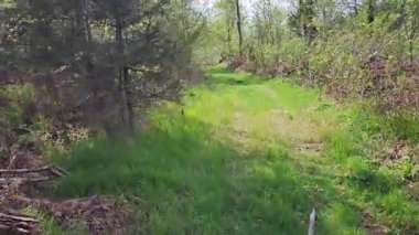 Baharda yeşil orman, yeşil ağaçlar ve çimenler.