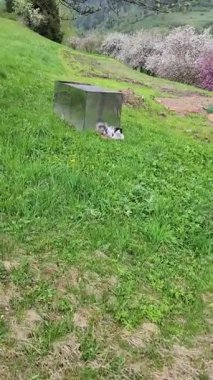 Bahçedeki güzel kedi