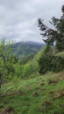 Ağacı ve dağı olan güzel bir manzara.