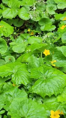 Bahçedeki bir bitkinin yeşil yaprakları