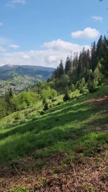 Dağlarda yeşil bir ağacın güzel bir görüntüsü.