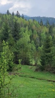 Bir dağ ve ormanı olan güzel bir manzara.