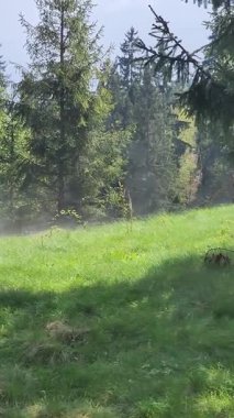 Slovakya 'daki güzel orman ve dağ manzarası