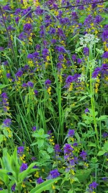 Bahçedeki güzel çiçekler