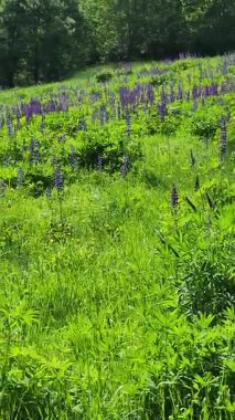 Bahçedeki güzel çiçekler