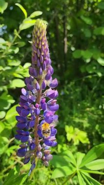 Çam ağacından polen toplayan bir arı