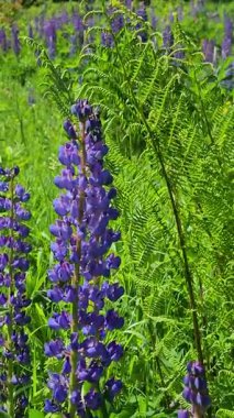 Güzel botanik fotoğrafı, doğal duvar kağıdı.
