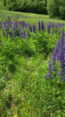 Güzel bir kır çiçeği tarlası görüntüsü.