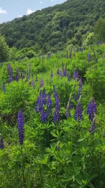 Güzel botanik fotoğrafı, doğal duvar kağıdı.