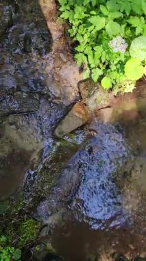 Ormanda ve kayalarda akan akıntının dikey görüntüsü.