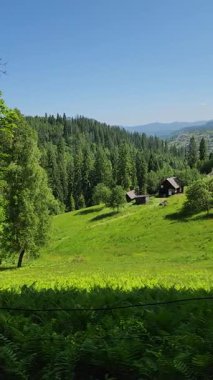 Ormanda yeşil ağaçlar