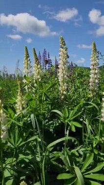 Dağlardaki çiçek tarlasının güzel bir görüntüsü.