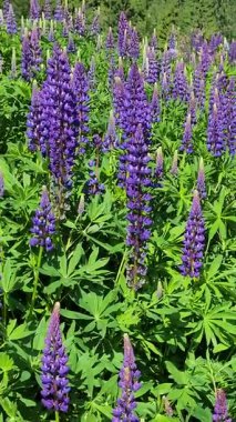 Yazın ormanda mor lupinler