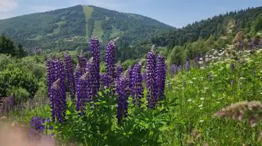 Dağlarda dağları olan güzel bir manzara.