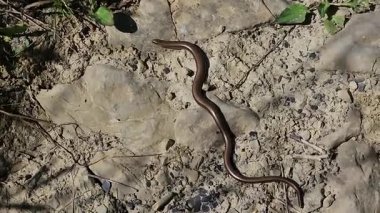 yerdeki kahverengi yılan