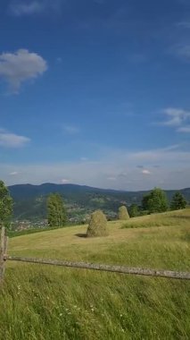 ormanda güzel yeşil çayır