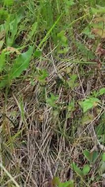 Bir kayanın üzerinde yeşil, siyah ve beyaz bir yılanın yakın plan çekimi.