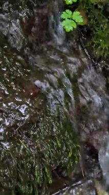 Şelale orman akarsu üzerinde