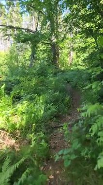 Bir orman yolunun dikey görüntüsü.