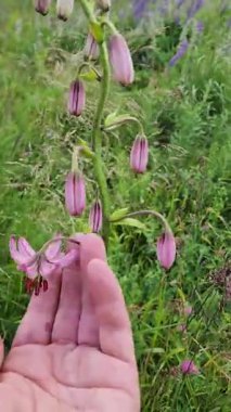 Bahçedeki güzel çiçekler