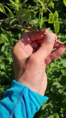 Yeşil yapraklı kırmızı bir gül çalısı.