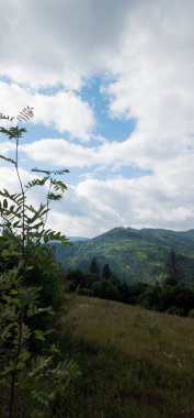 Ağaçlarla ve mavi gökyüzüyle yaz manzarası