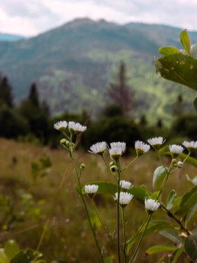 Dağların güzel manzarası