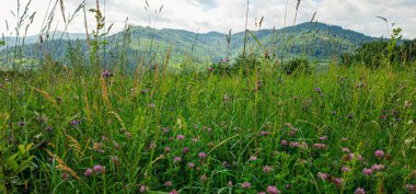 Çayırda çiçekli yaz manzarası, Karpat Dağları, Ukrayna