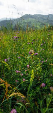 Arkasında bir dağ olan güzel bir manzara.