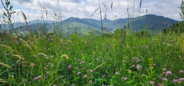 Dağlarda güzel çiçekler
