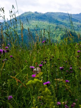 Karpat dağlarında güzel çiçekler