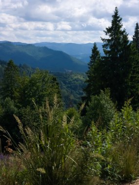 Yeşil bir ormanın güzel bir görüntüsü