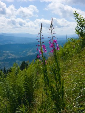 Dağlarda güzel çiçekler