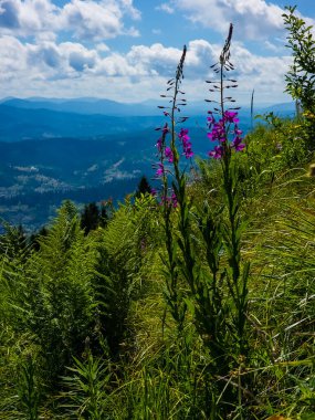 Ormanda yeşil bitkilerle dolu güzel bir yaz manzarası