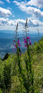 Karpatya dağlarındaki çiçeklerin dikey görüntüsü.