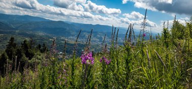 Dağlarda güzel çiçekler