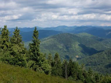 Güneşli bir günde yüksek bir dağdan yeşil ormanın manzarası.