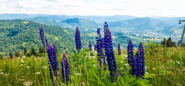 Karpat Dağları 'ndaki güzel dağ manzarası. Yaz günü.