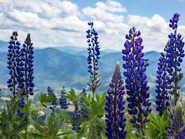 Yazın dağda lupin çiçekleri