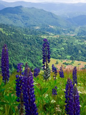 Dağlardaki bir tarlada lavanta çiçekleri