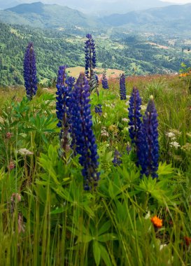 Dağlarda güzel çiçekler