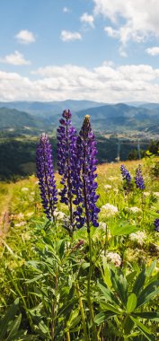 Dağlarda güzel çiçekler