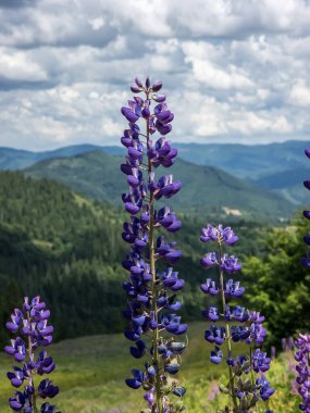 Karpat Dağlarının güzel çiçekleri.
