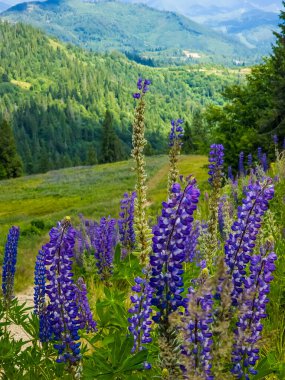 Karpatlar 'da yaz çiçekleri.