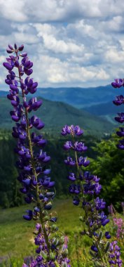 Ormanda güzel çiçekler