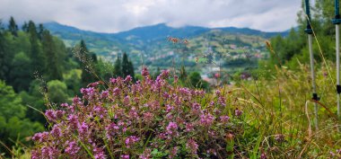 Çiçekleri ve dağları olan güzel bir manzara.