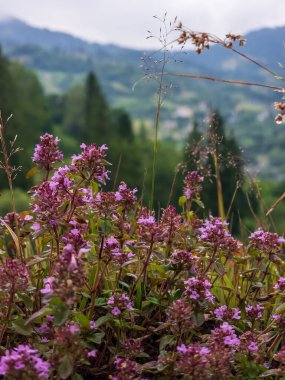 Bahçedeki güzel çiçekler