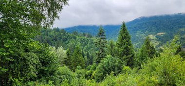 Ormanın güzel manzarası