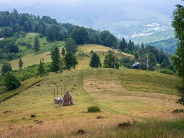 Yazın Karpatlar 'da yeşil çayır ve dağlarla kaplı manzara