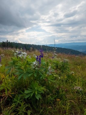 Çiçekler ve dağlarla dolu yaz manzarası